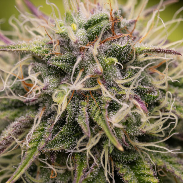 Sour Space Candy