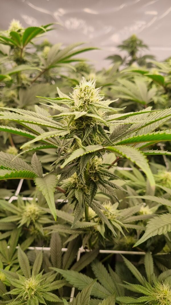 Hawaian Haze